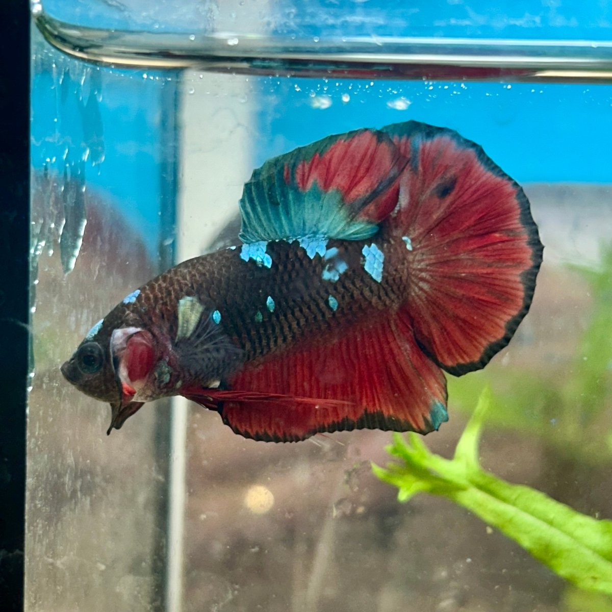 Avarta Vampire Plakat - Male Betta 156