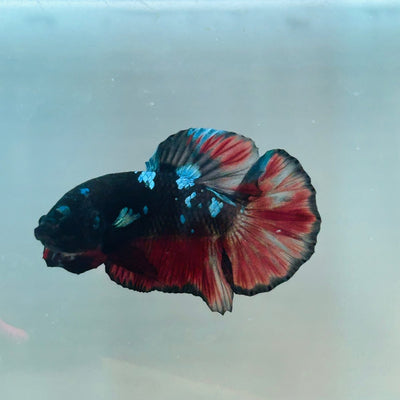 Avarta Vampire Plakat - Male Betta 156