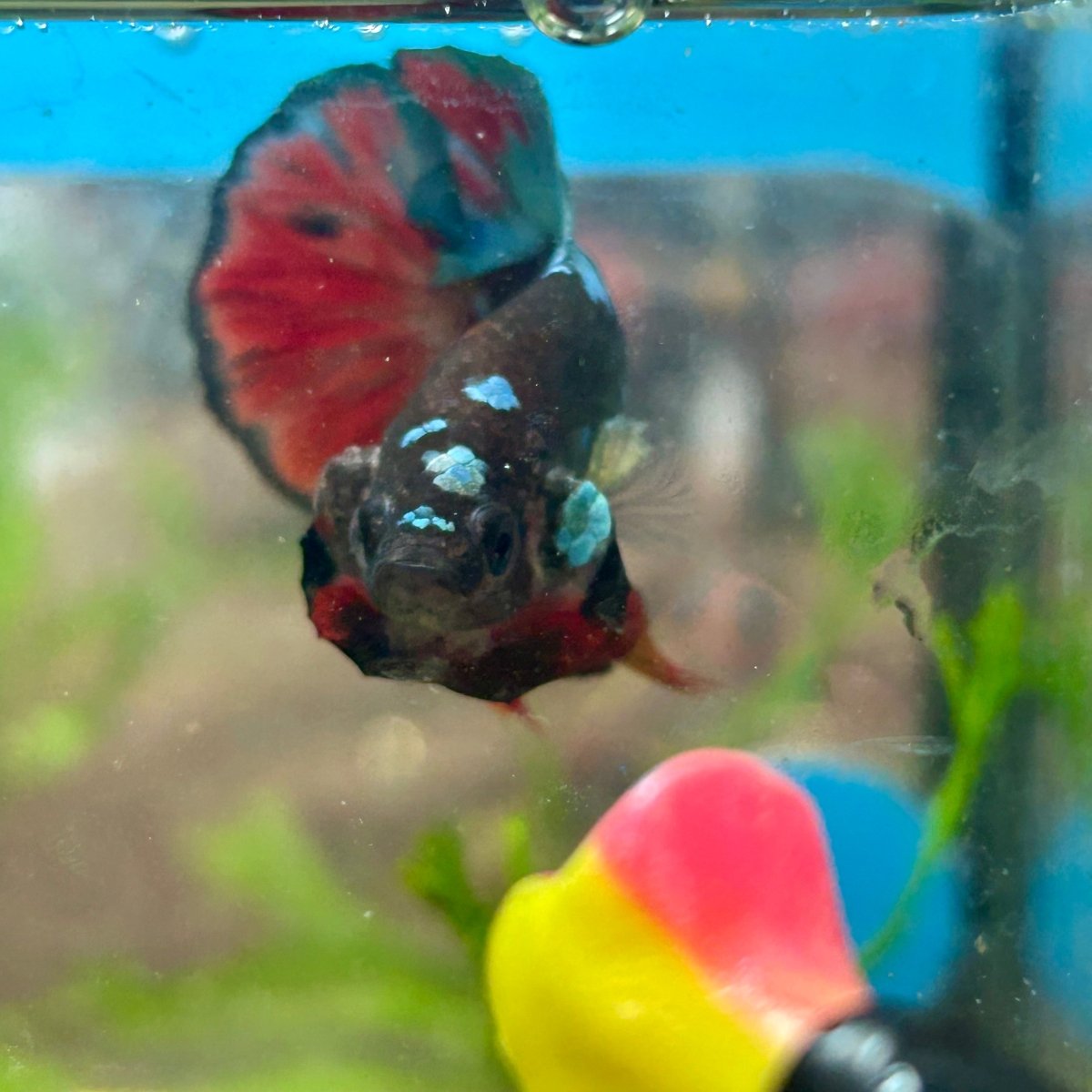 Avarta Vampire Plakat - Male Betta 156