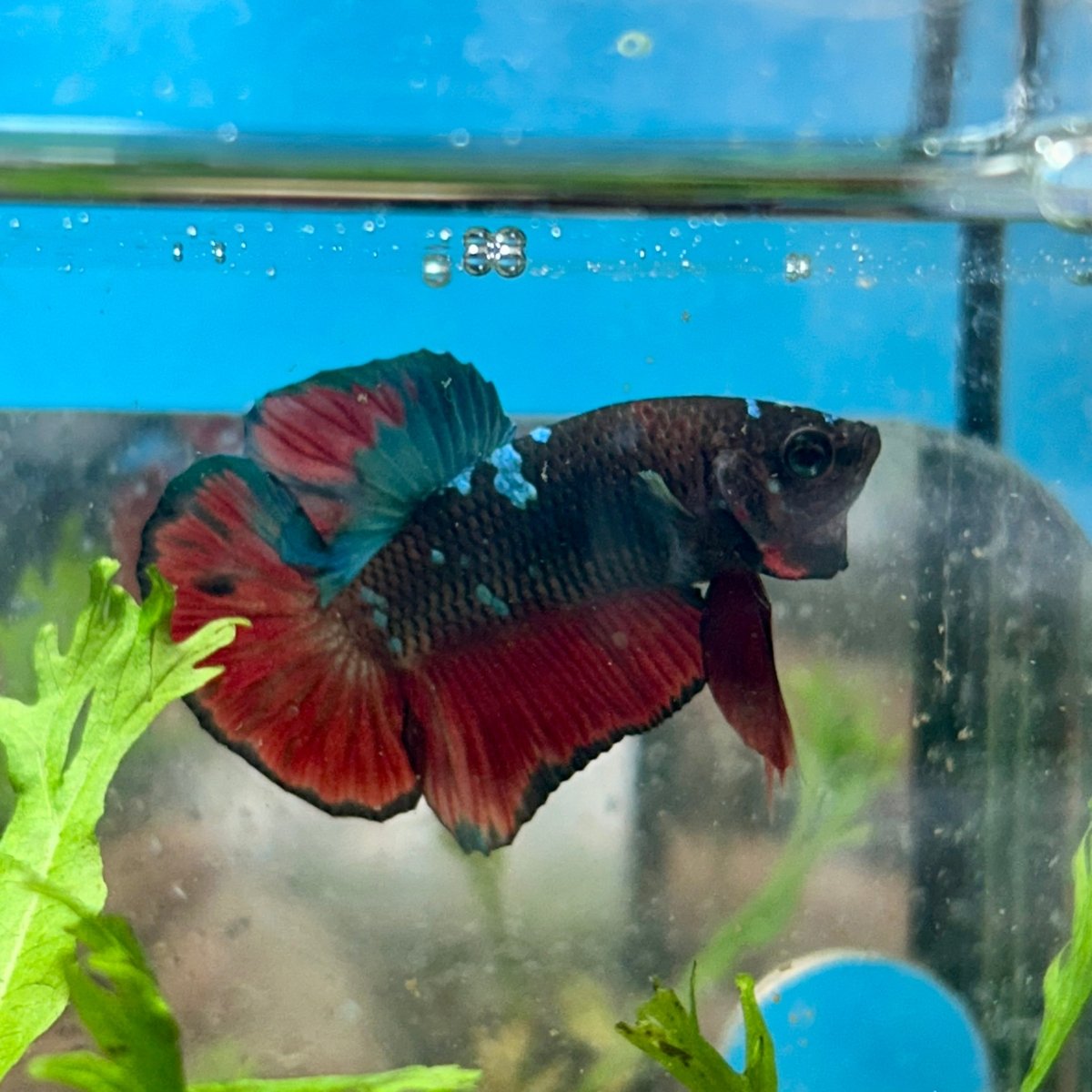 Avarta Vampire Plakat - Male Betta 156