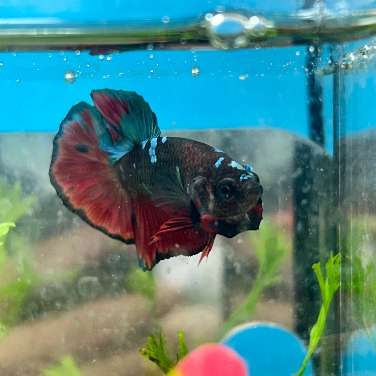 Avarta Vampire Plakat - Male Betta 156