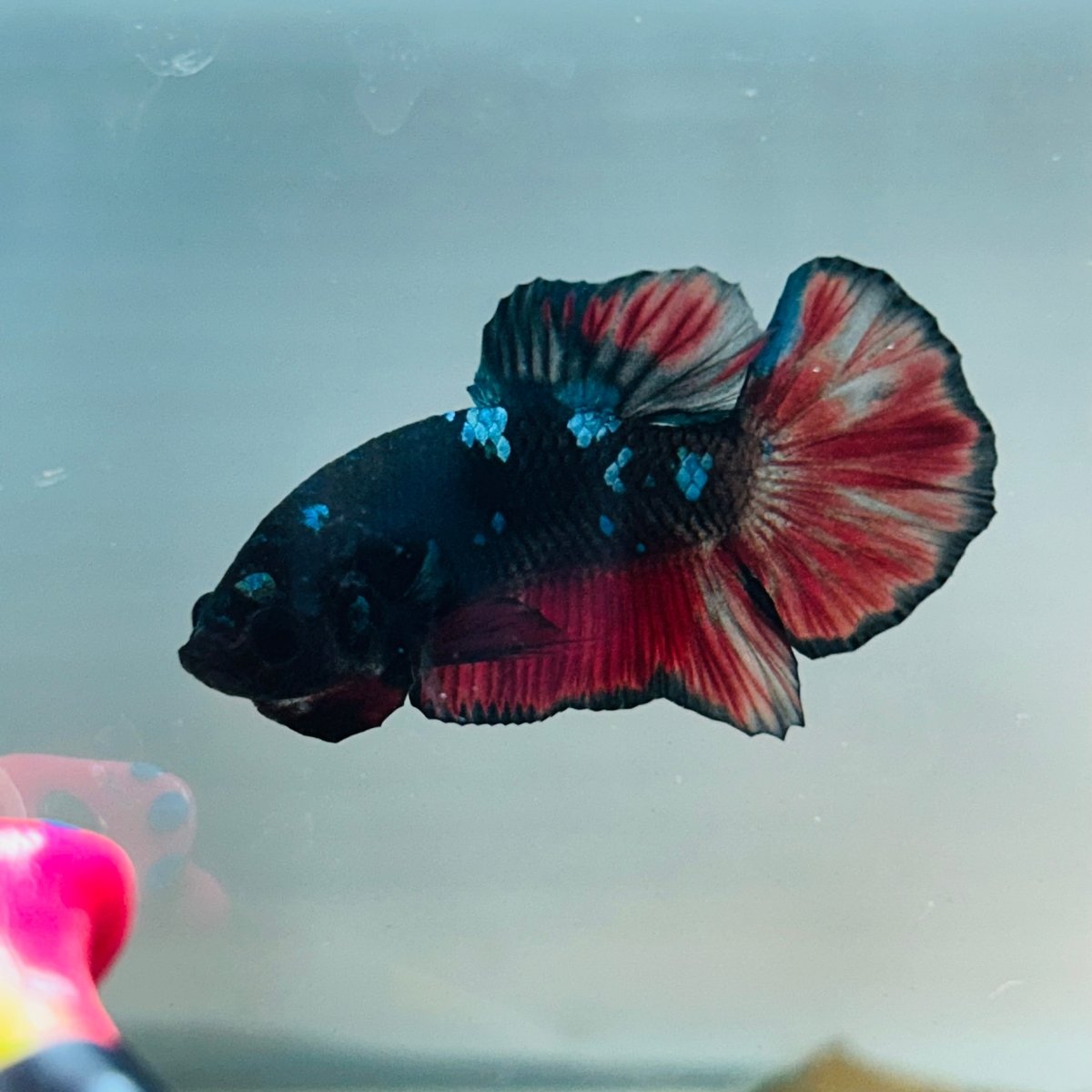 Avarta Vampire Plakat - Male Betta 156