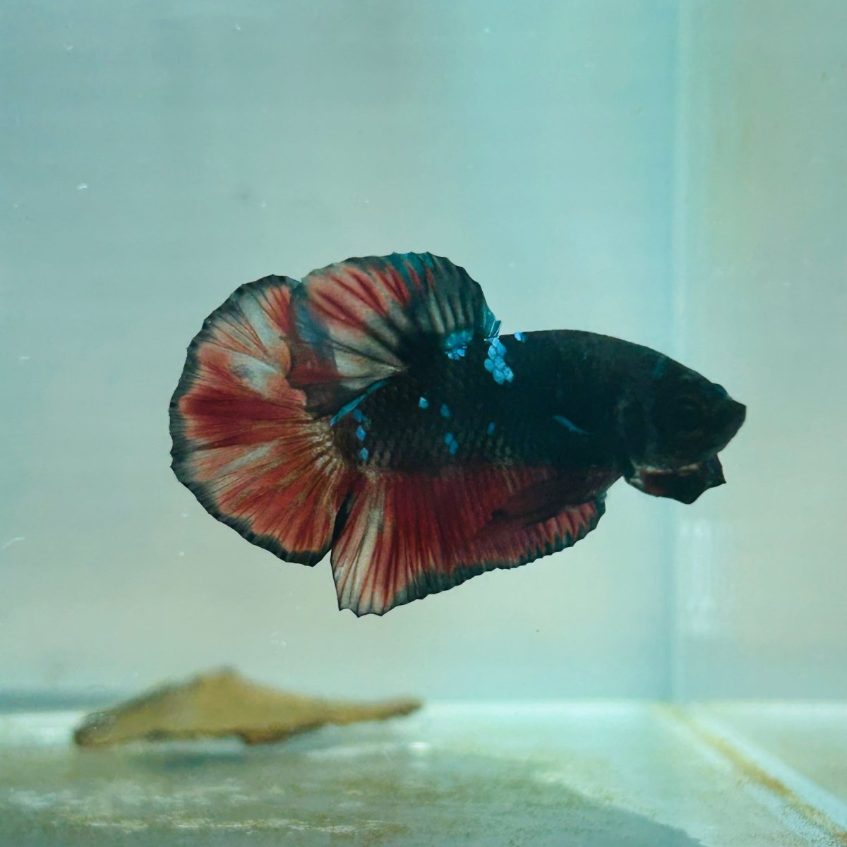 Avarta Vampire Plakat - Male Betta 156
