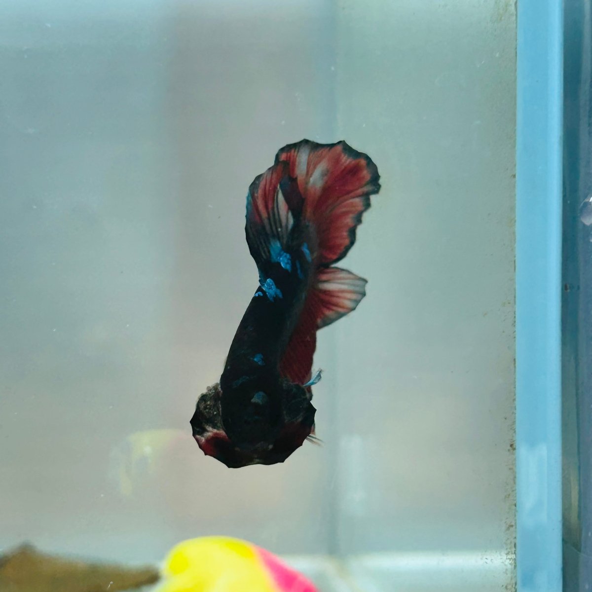 Avarta Vampire Plakat - Male Betta 156