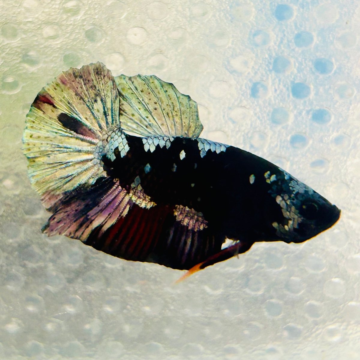 Avarta Vampire Plakat - Male Betta 162