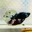 Avarta Vampire Plakat - Male Betta 162