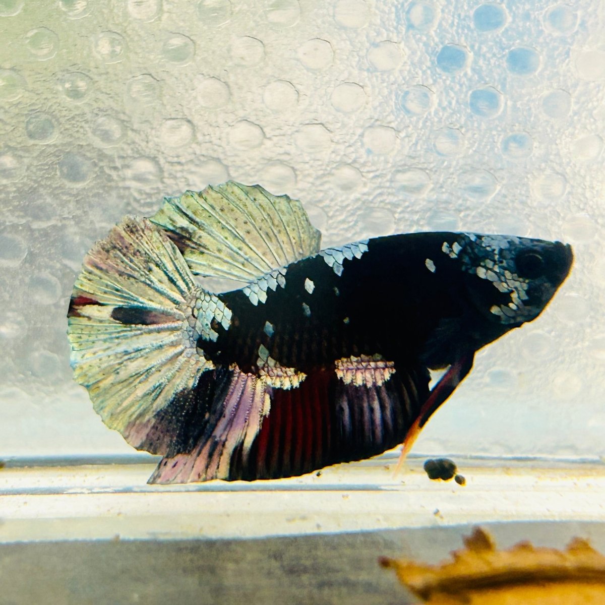 Avarta Vampire Plakat - Male Betta 162