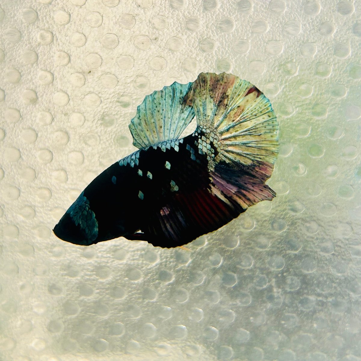 Avarta Vampire Plakat - Male Betta 162