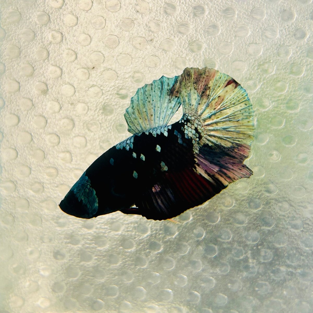 Avarta Vampire Plakat - Male Betta 162