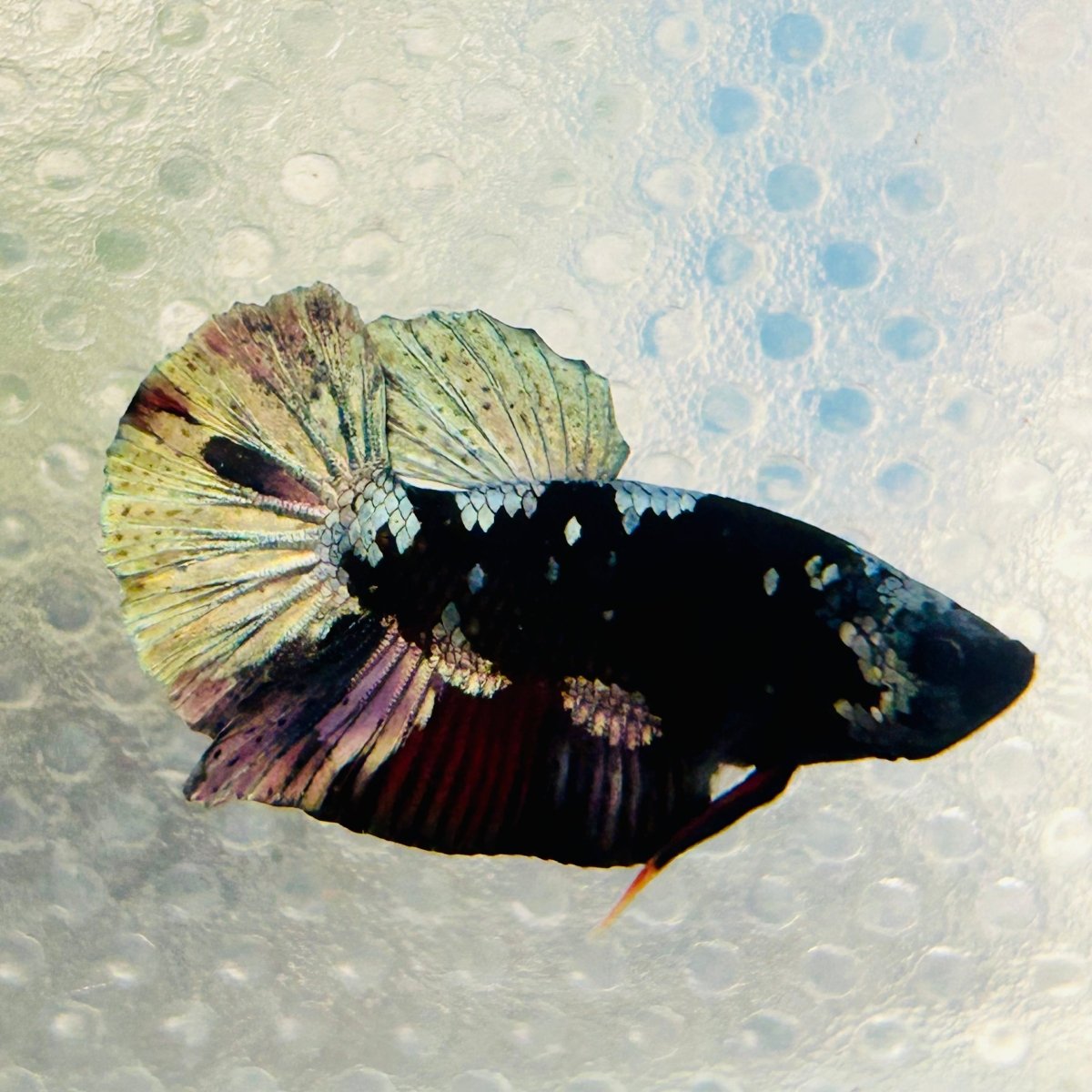 Avarta Vampire Plakat - Male Betta 162