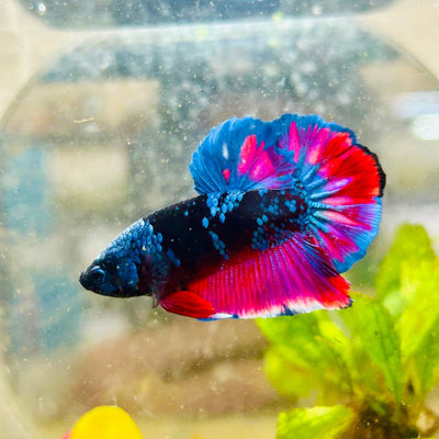 Avarta Vampire Plakat - Male Betta 172