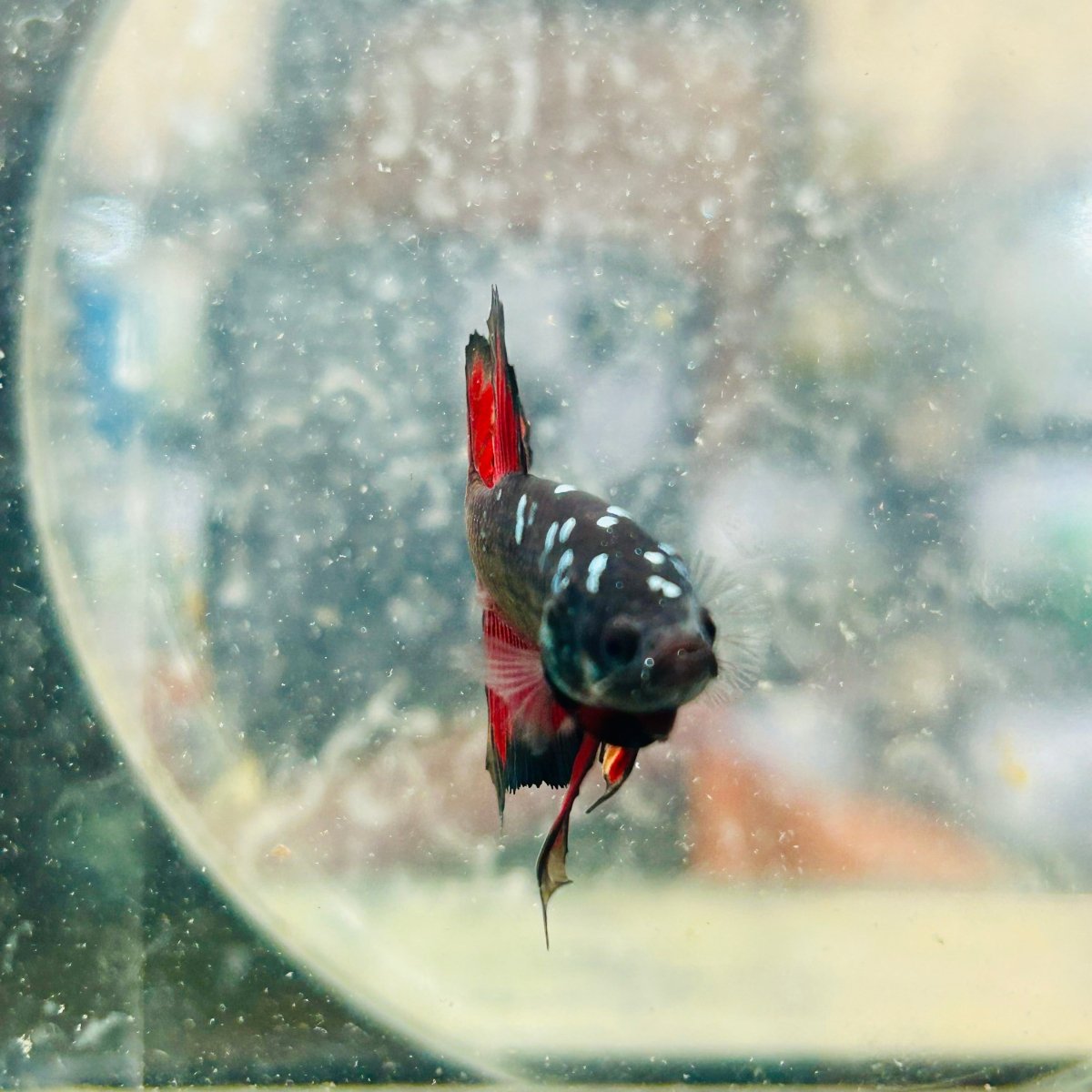 Avarta Vampire Plakat - Male Betta 188