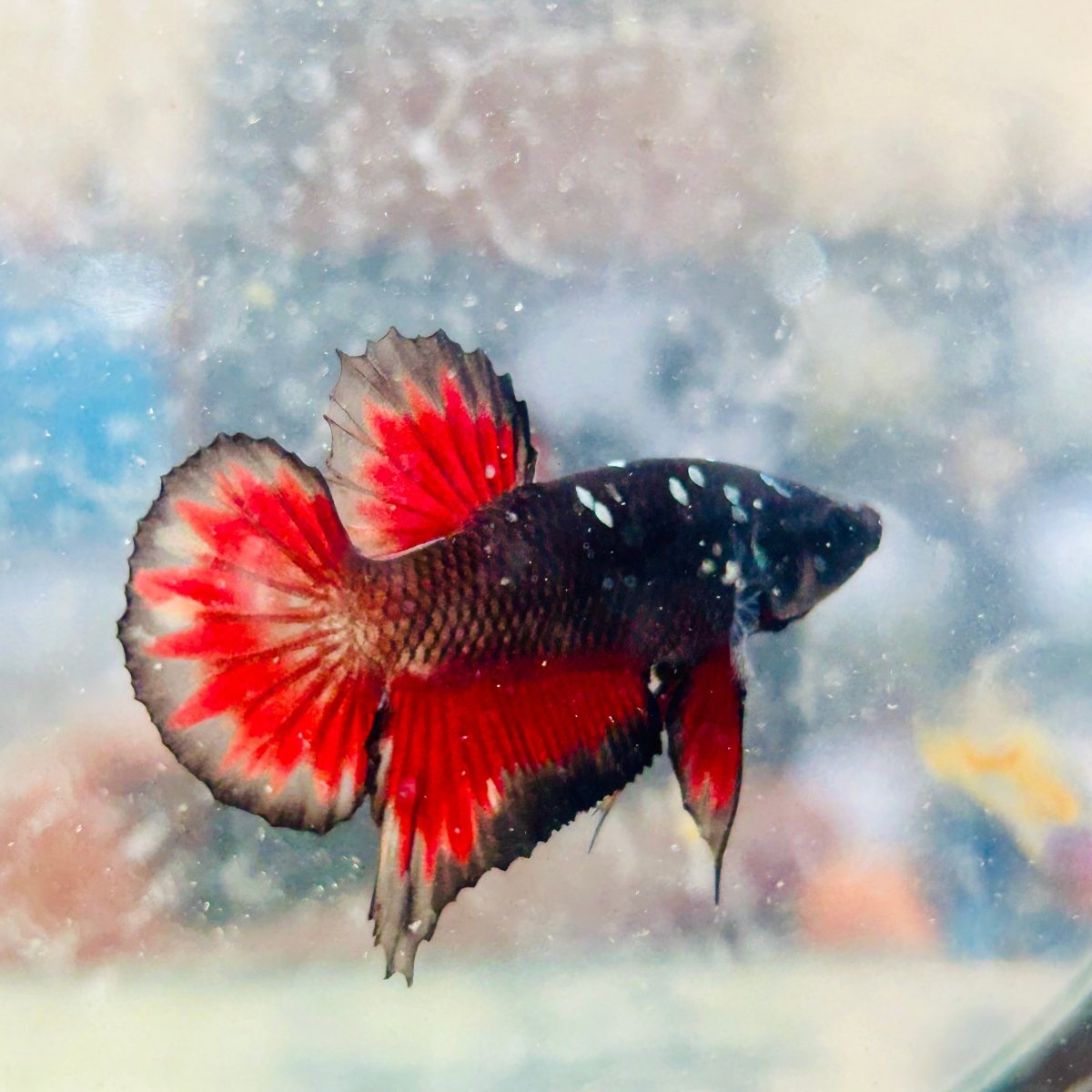 Avarta Vampire Plakat - Male Betta 188
