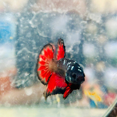 Avarta Vampire Plakat - Male Betta 188