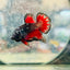 Avarta Vampire Plakat - Male Betta 188
