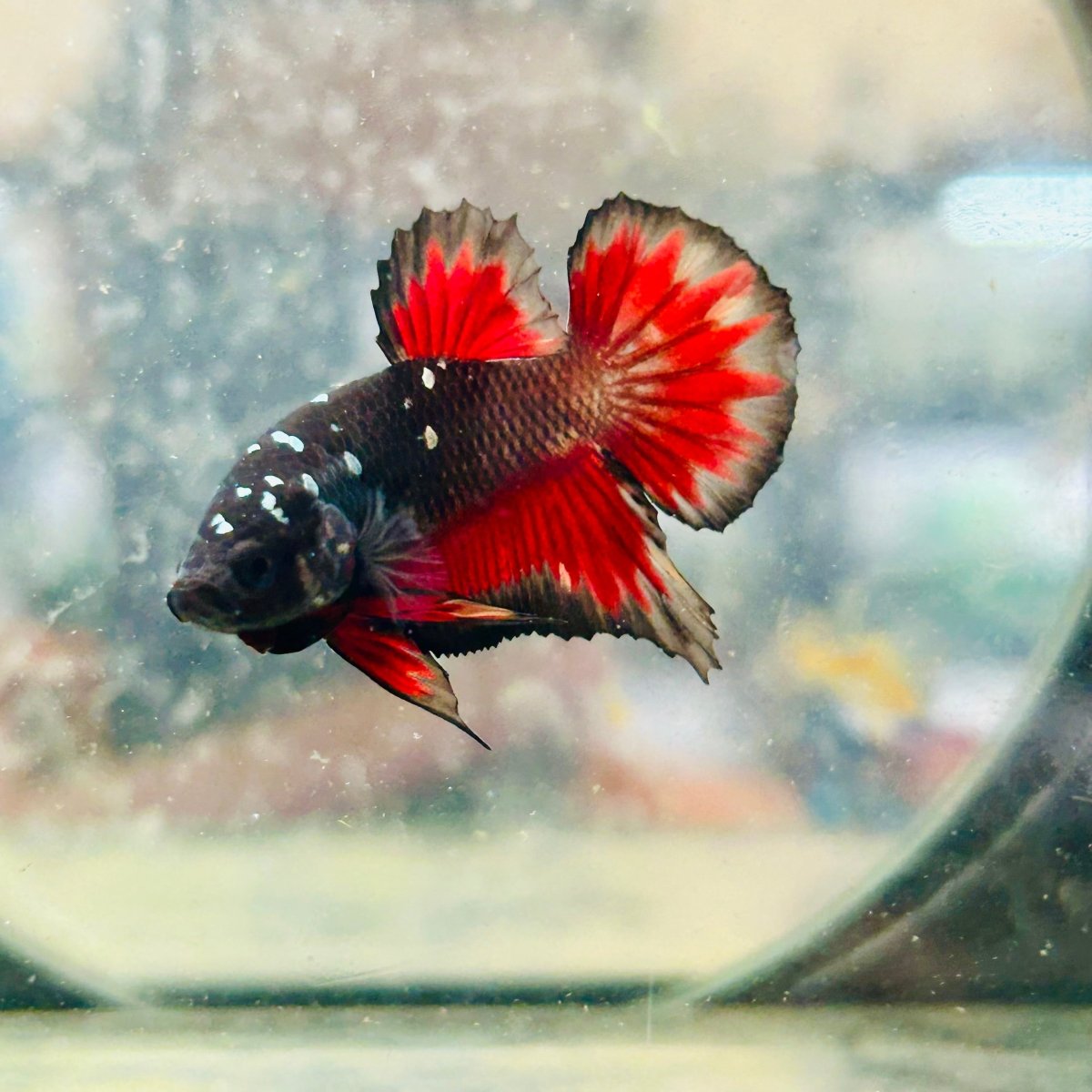 Avarta Vampire Plakat - Male Betta 188