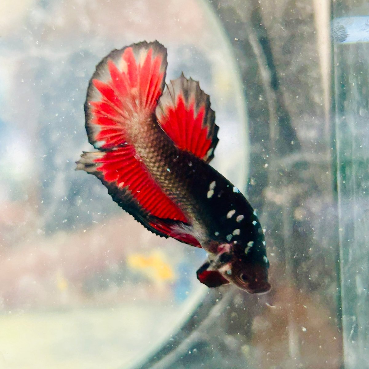 Avarta Vampire Plakat - Male Betta 188