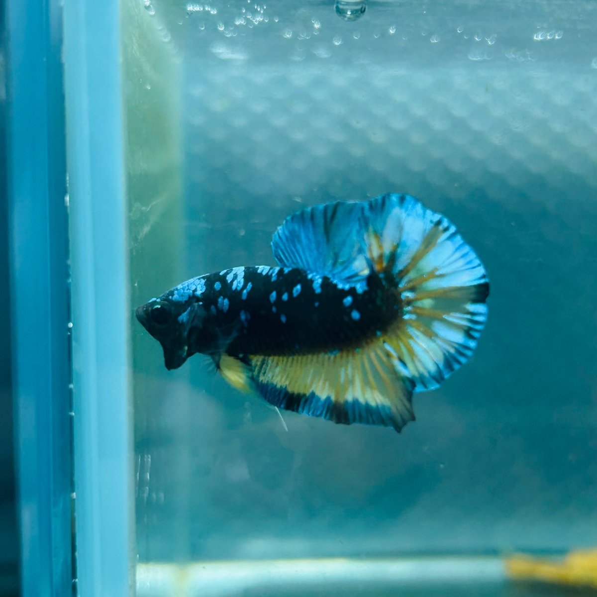 Avarta Yellow Blue Plakat - Male Betta 146