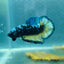 Avarta Yellow Blue Plakat - Male Betta 146