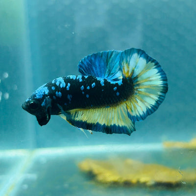 Avarta Yellow Blue Plakat - Male Betta 146
