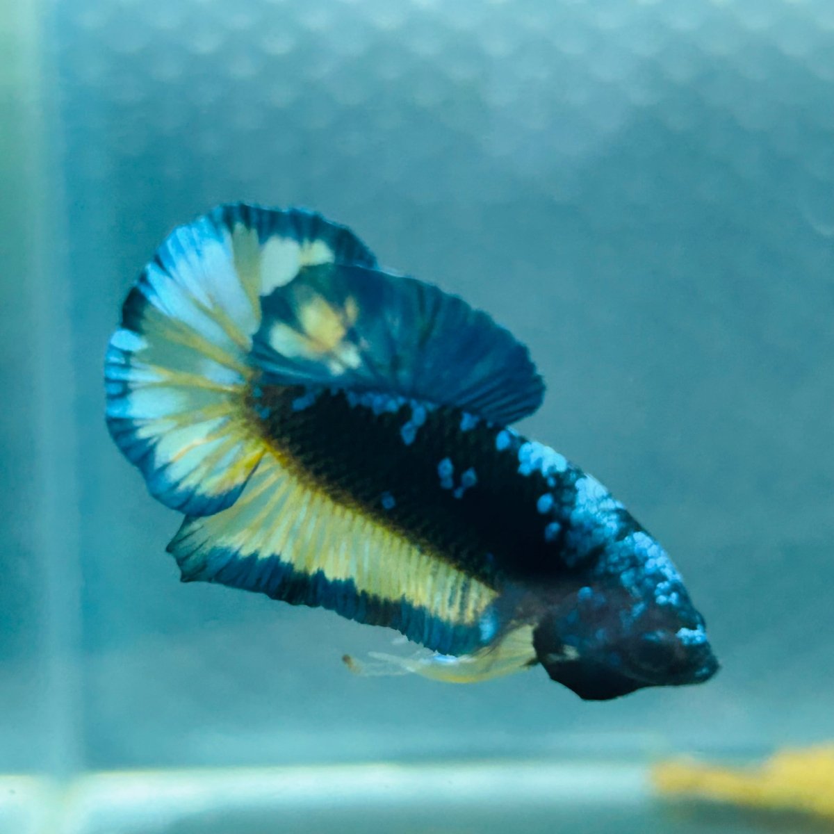 Avarta Yellow Blue Plakat - Male Betta 146