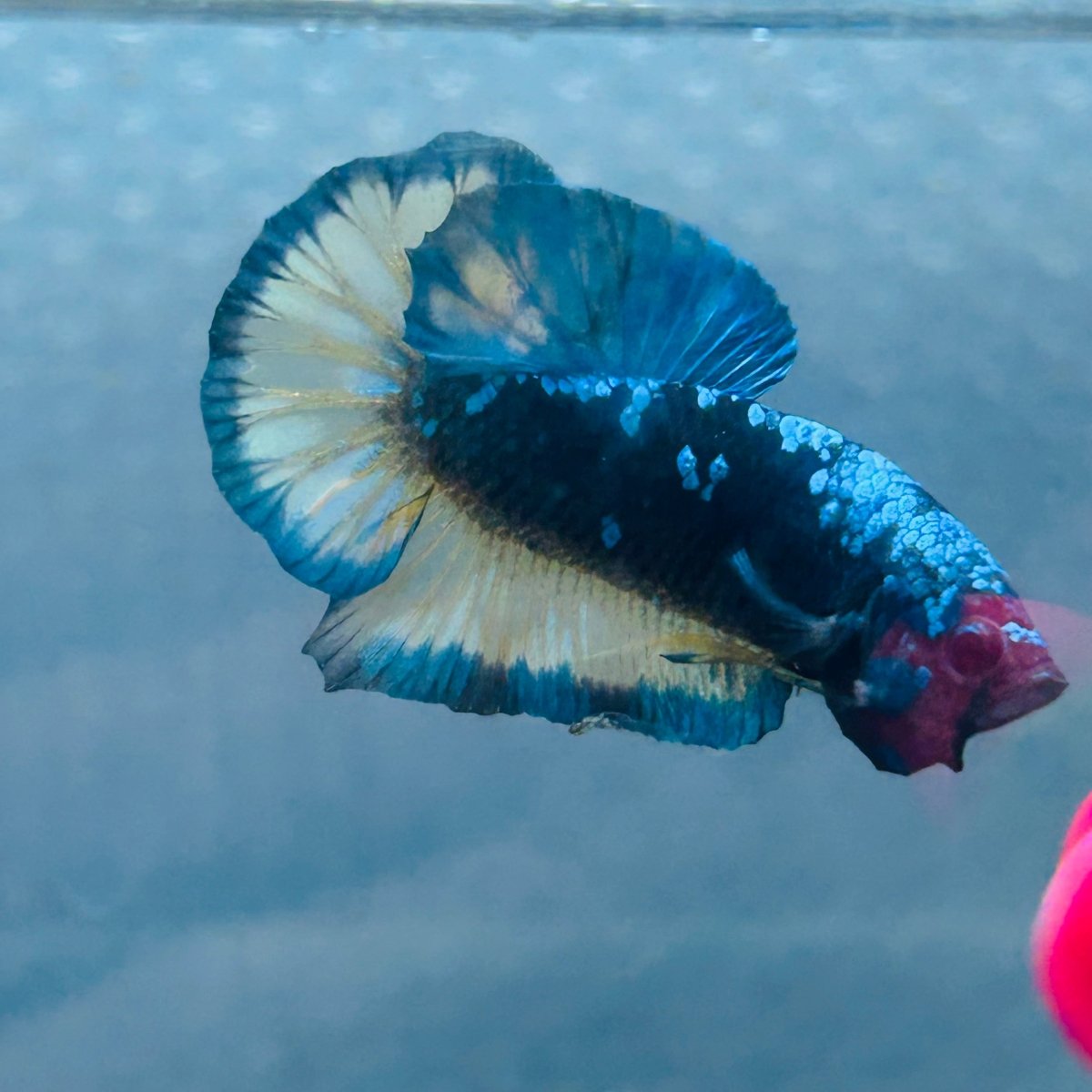 Avarta Yellow Blue Plakat - Male Betta 146