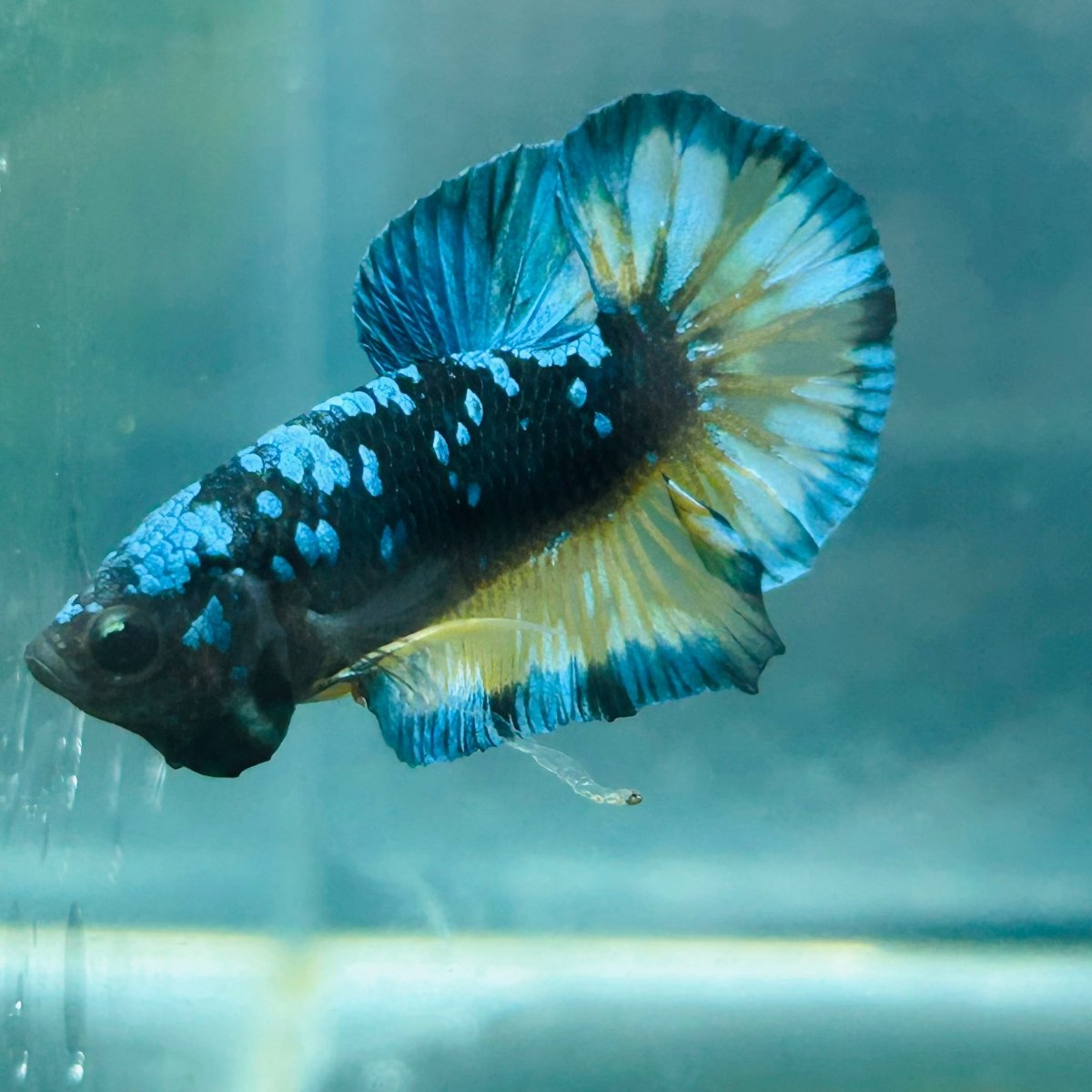 Avarta Yellow Blue Plakat - Male Betta 146