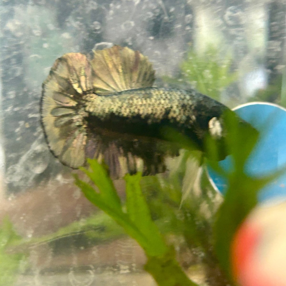 Avarta Yellow Copper Plakat - Male Betta 124