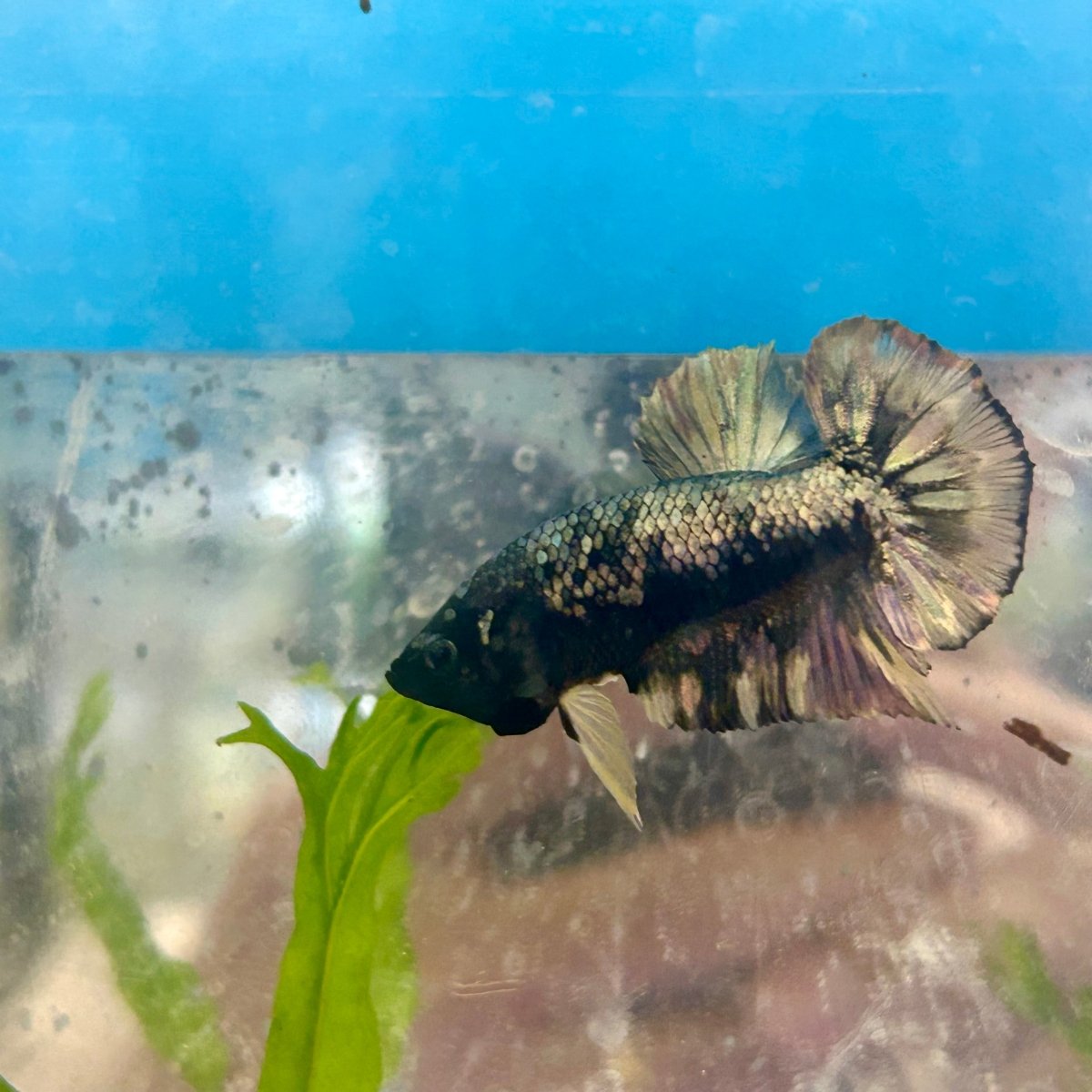 Avarta Yellow Copper Plakat - Male Betta 124