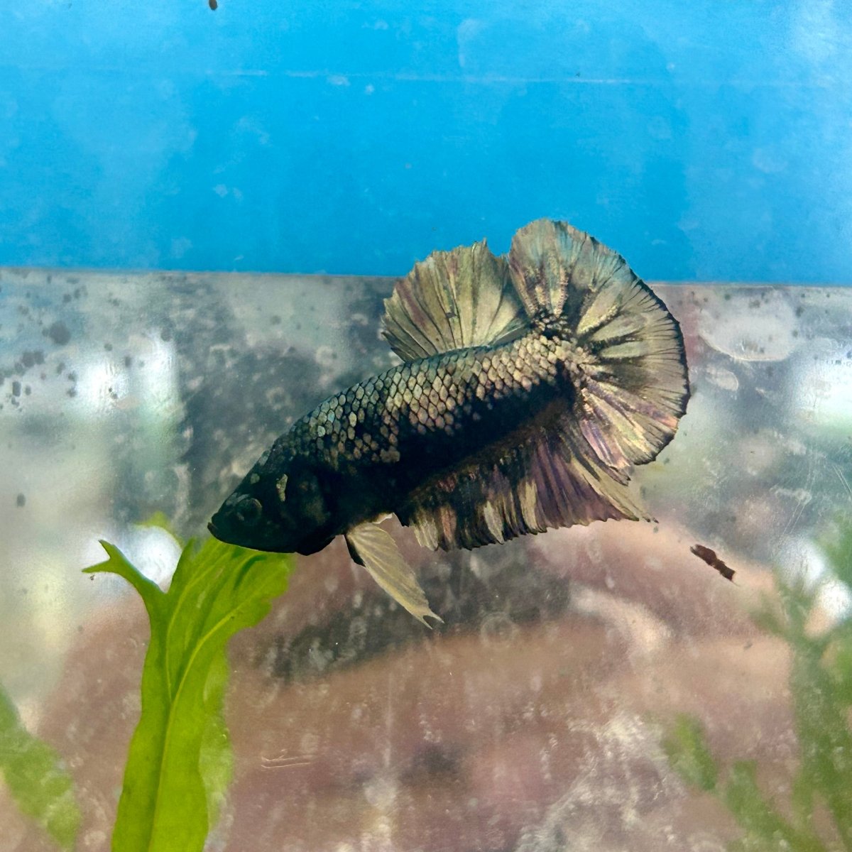 Avarta Yellow Copper Plakat - Male Betta 124