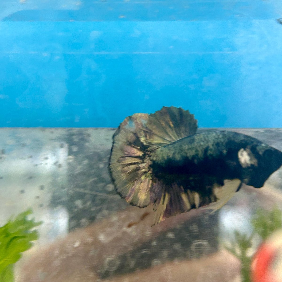 Avarta Yellow Copper Plakat - Male Betta 124