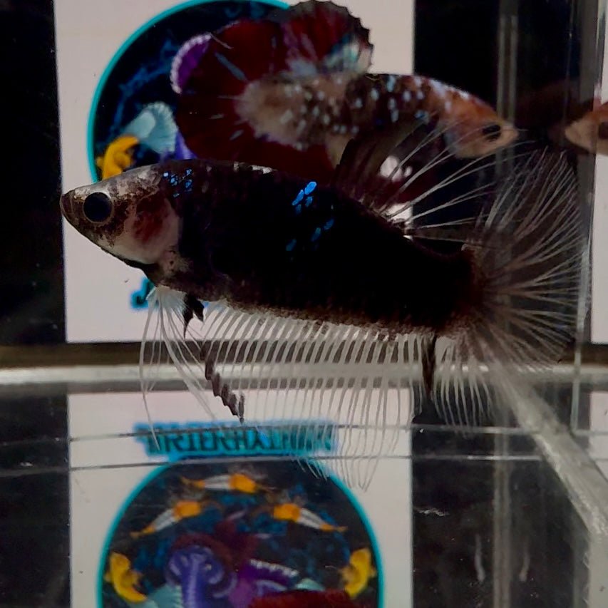 [Avatar] AOC Blackcello A29 Halfmoon - Male Betta