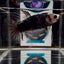 [Avatar] AOC Blackcello A29 Halfmoon - Male Betta