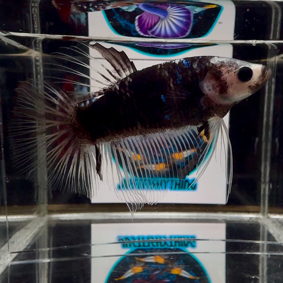 [Avatar] AOC Blackcello A29 Halfmoon - Male Betta