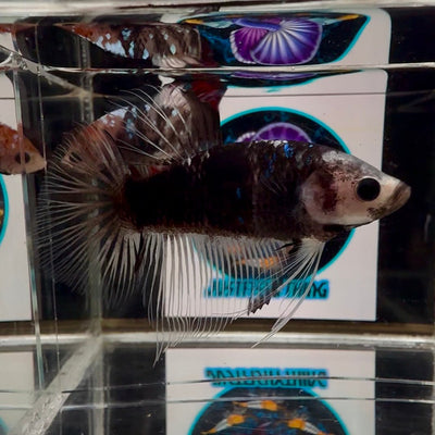 [Avatar] AOC Blackcello A29 Halfmoon - Male Betta