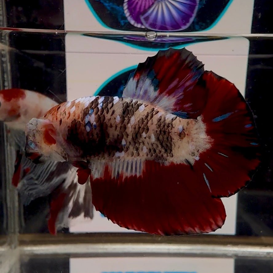 [Avatar] AOC Vampire A65 Plakat - Male Betta
