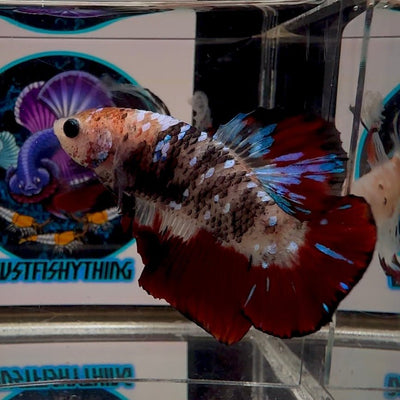 [Avatar] AOC Vampire A65 Plakat - Male Betta