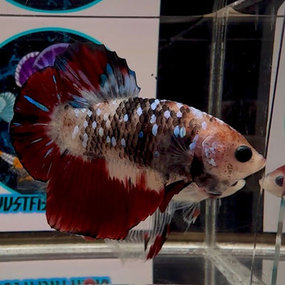 [Avatar] AOC Vampire A65 Plakat - Male Betta