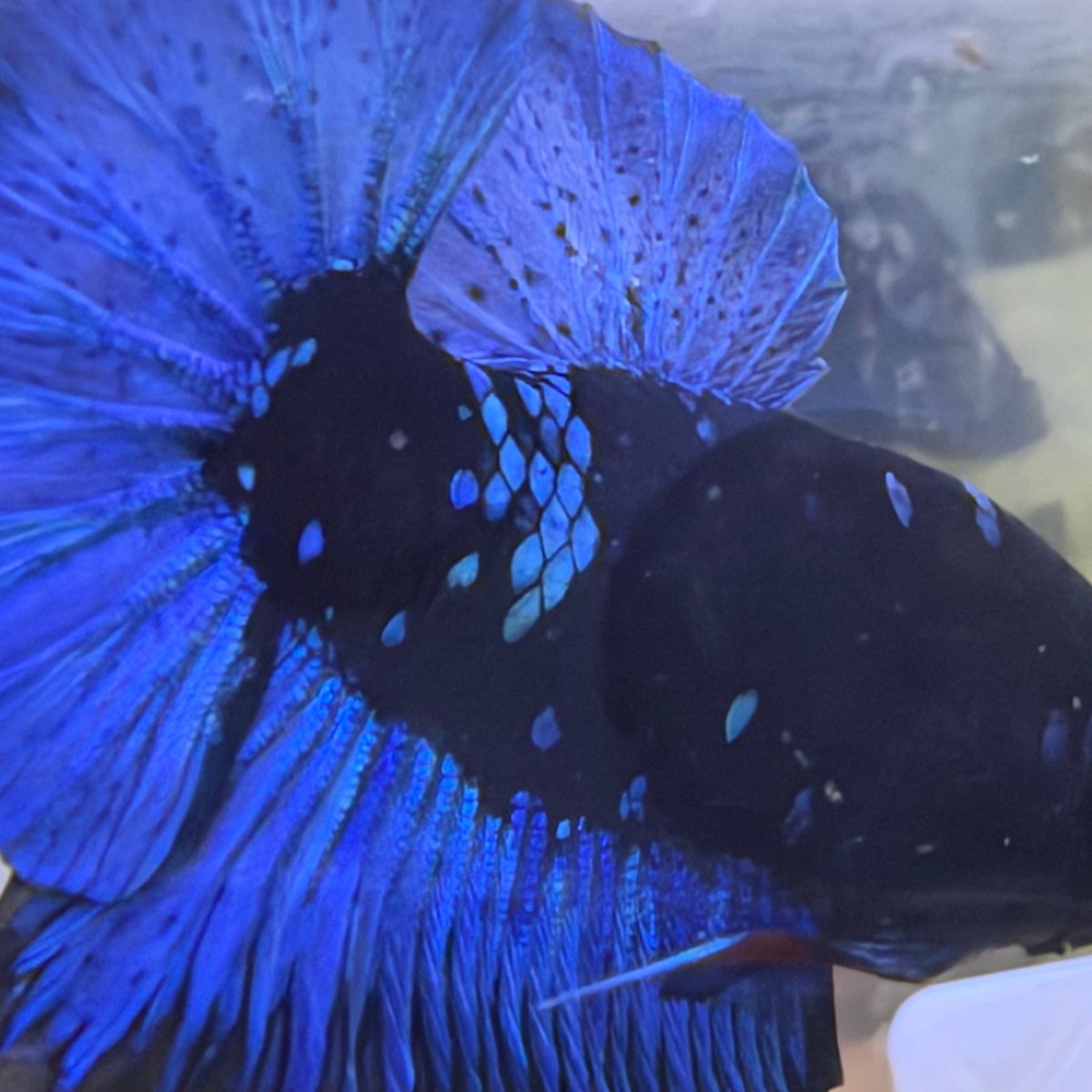 Betta Macho Plakat Negro Avatar #193