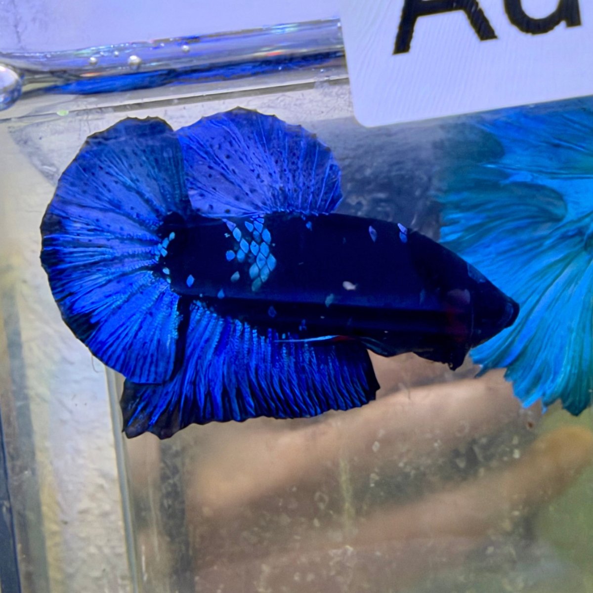Betta Macho Plakat Negro Avatar #193