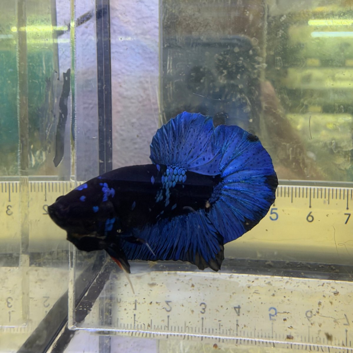 Betta Macho Plakat Negro Avatar #193