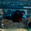 Avatar Black Plakat Male Betta 193 Male betta
