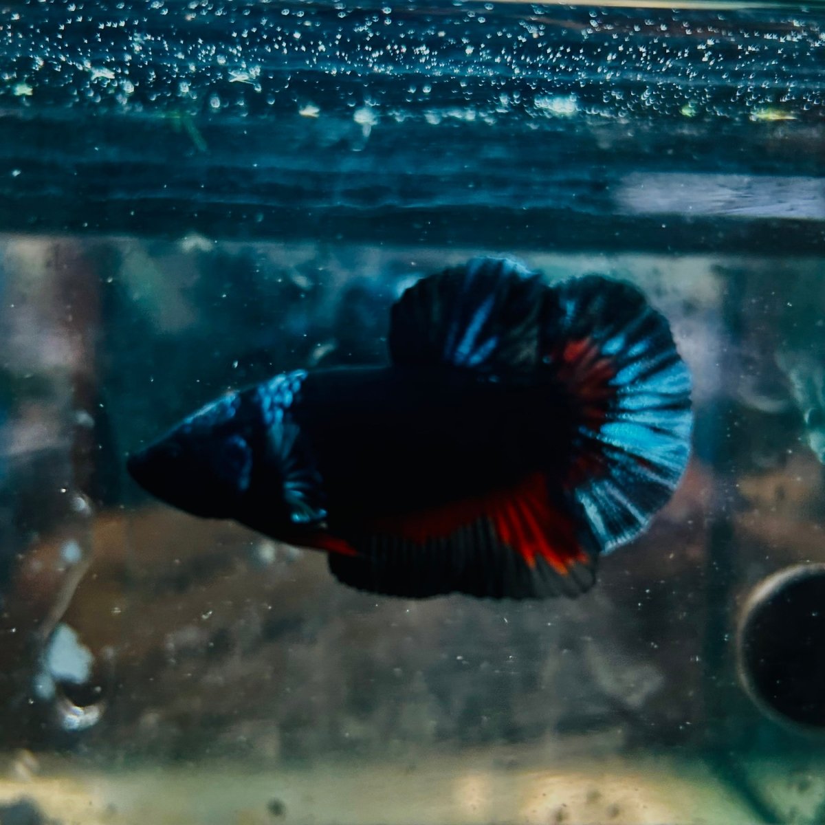 Avatar Black Plakat Male Betta 193 Male betta