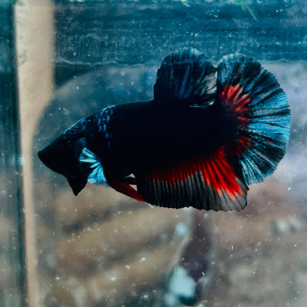 Avatar Black Plakat Male Betta 193 Male betta