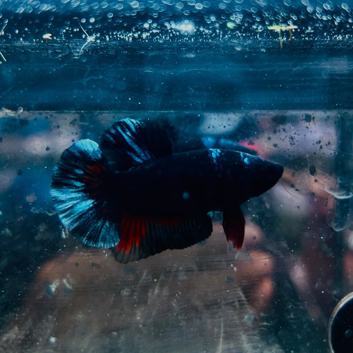 Avatar Black Plakat Male Betta 193 Male betta