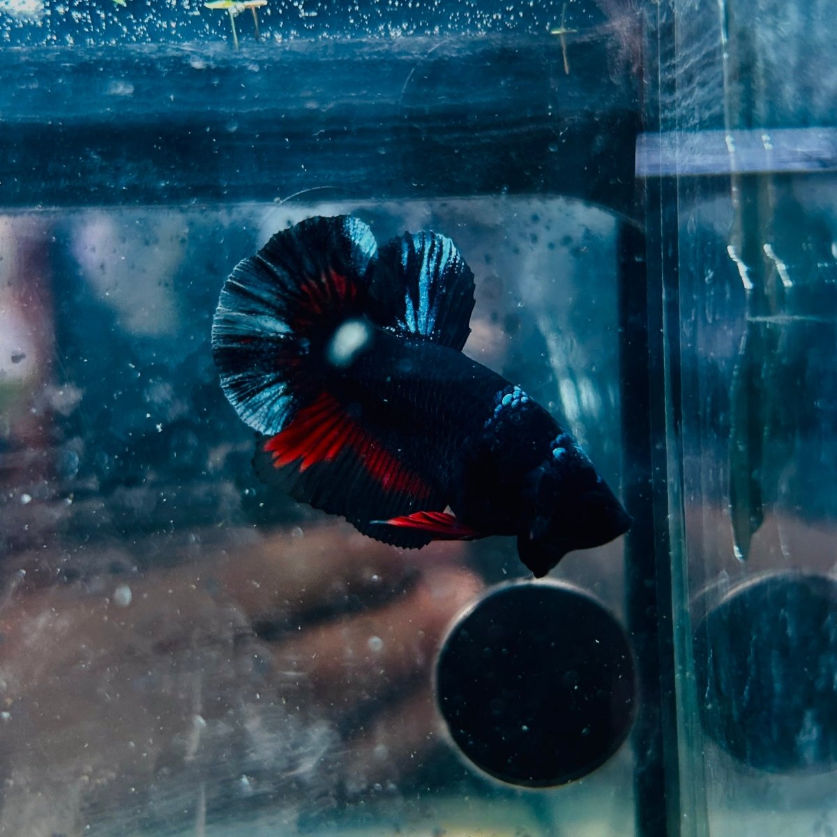 Avatar Black Plakat Male Betta 193 Male betta