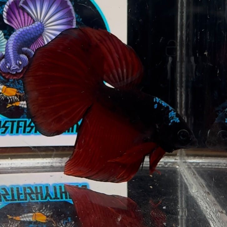 [Avatar] Black Vampire A66 Halfmoon - Male Betta