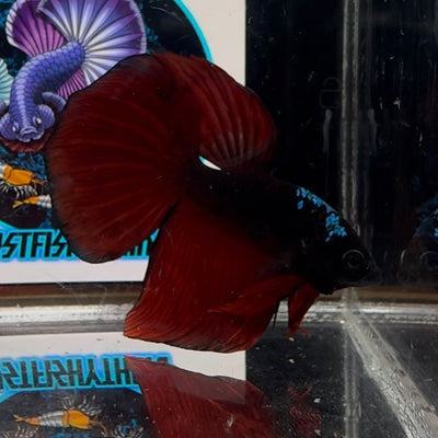 [Avatar] Black Vampire A66 Halfmoon - Male Betta