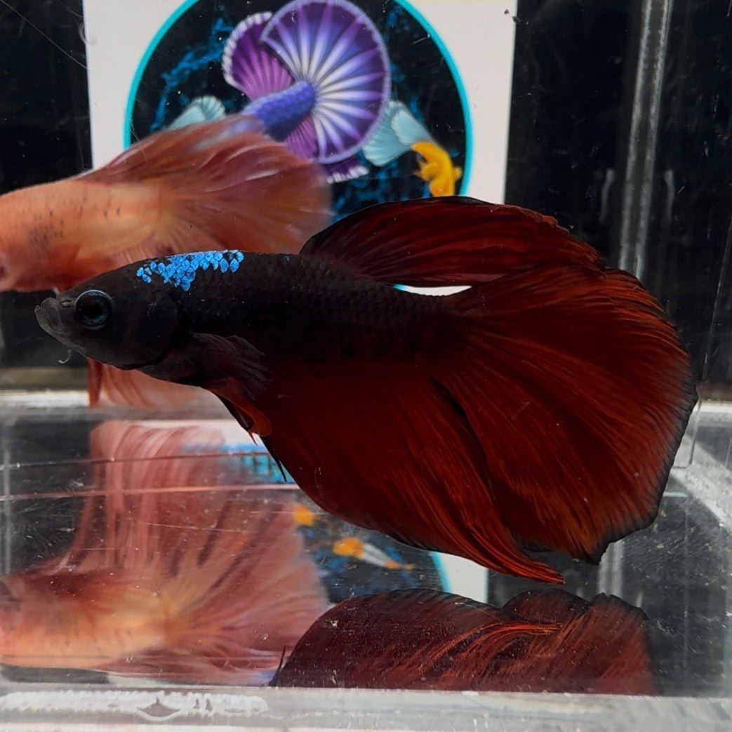 [Avatar] Black Vampire A66 Halfmoon - Male Betta