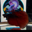 [Avatar] Black Vampire A66 Halfmoon - Male Betta